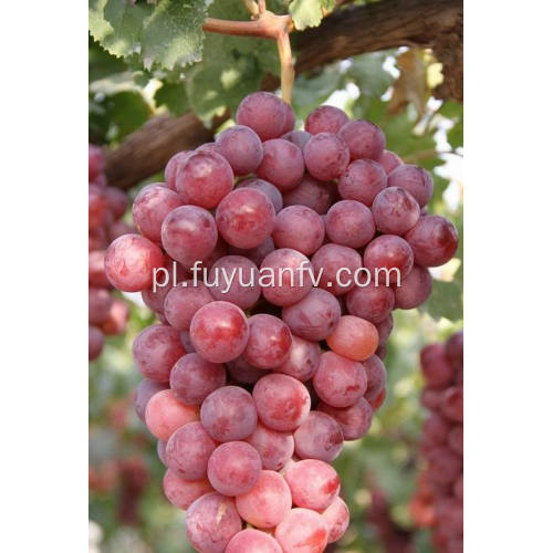 Nowa uprawa świeżego i dobrej jakości czerwonego winogrona